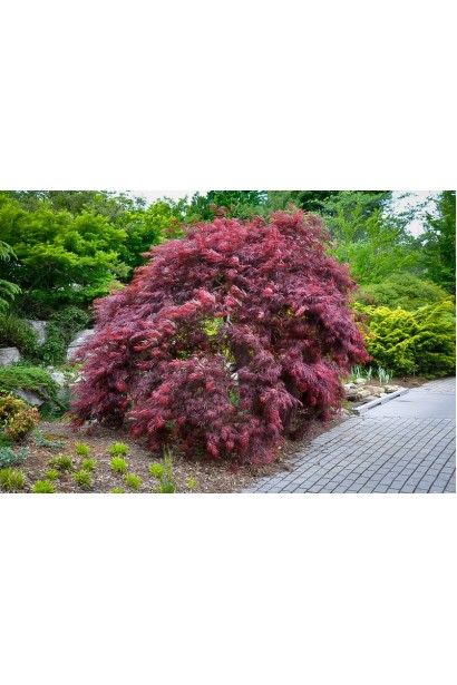 Висота Клен віяловий Інаба-шідара